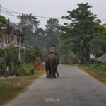 2024-10 - Népal - J11 - Parc National de Chitwan - 138